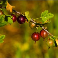 Картинка лета :: Валентин Котляров