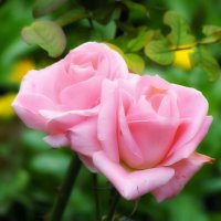 сестрички :: Сергей Б.