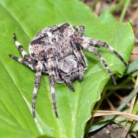 В ожидании вкусняшки... :-) :: Андрей Заломленков В ожидании вкусняшки... :-) :: Андрей Заломленков