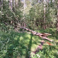 Деревьепад. :: Лия ☼