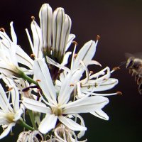 "The Natural World" (Мир Природы) :: "The Natural World" Александер "The Natural World" (Мир Природы) :: "The Natural World" Александер