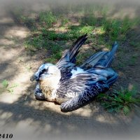 В ростовском зоопарке :: Нина Бутко