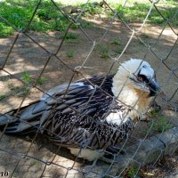 В ростовском зоопарке :: Нина Бутко В ростовском зоопарке :: Нина Бутко