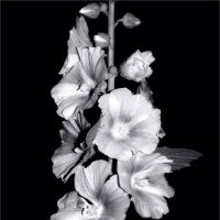 ... :: Юрий Ковшов ... :: Юрий Ковшов