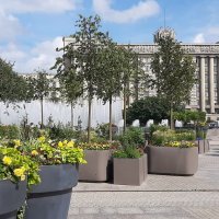 Цветущая Московская площадь :: Наталья Герасимова