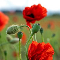 Маки... :: Виктор Желенговский