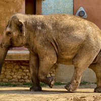 Слониха :: <<< Наташа >>>