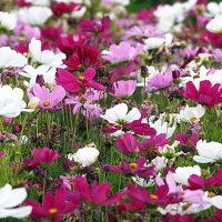 они на радость нам даны :: Олег Лукьянов