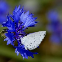 и снова бабочки 3 :: Александр Прокудин