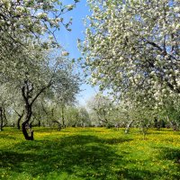 Один раз в год сады цветут :: Наталья 