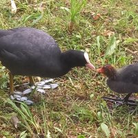 Лысухи :: Сапсан 