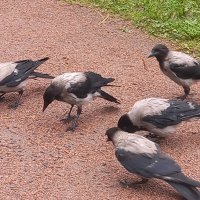 Вороны :: Сапсан 