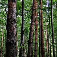 Лесные обои) :: Любовь 