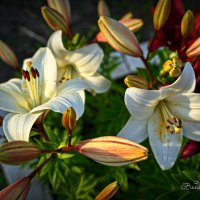 "Время цветения лилий. Оранжевые на подходе"© :: Владимир Макаров "Время цветения лилий. Оранжевые на подходе"© :: Владимир Макаров