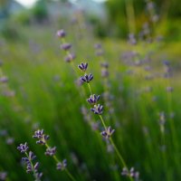 **** :: Иван Литвинов