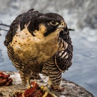 Канюк :: SanSan 