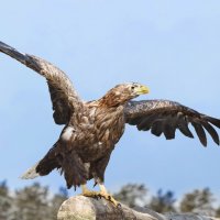 Орлан :: SanSan 