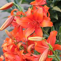 Во всей красе :: Любовь Сахарова