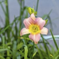 Лилейник цветёт :: Валерий Иванович