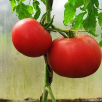 Помидорки поспели :: Людмила Смородинская Помидорки поспели :: Людмила Смородинская