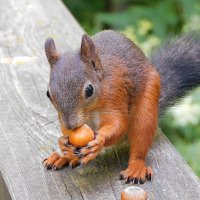 Белка :: Лина 