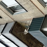 Срочно несите рыбов! :: Екатерина Маринина