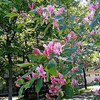 Цветы. :: Владимир Драгунский