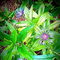 Цветы. :: Владимир Драгунский Цветы. :: Владимир Драгунский