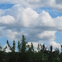 Воронежская область :: Елена Шаламова