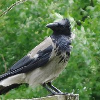 Воронье :: Рита Симонова