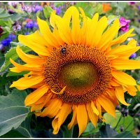 Цветок солнца :: Aleksandr Gal