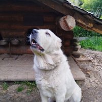 "Улыбка" алабая. :: Ольга Довженко