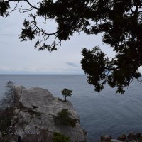 Природа Крыма :: Amazing Cosmea