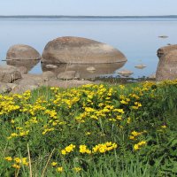 Калужница цветет :: Александр Ильчевский 