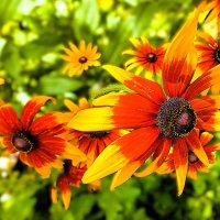 Рудбекия :: Hope 