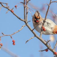 Свиристель :: Виктор Иванович Чернюк