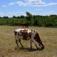 Степь. :: Виктор Степь. :: Виктор