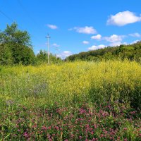 Июль цветущий... :: Андрей Заломленков