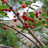 Разноцветные вишенки :: Светлана 