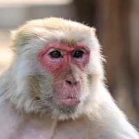 Умный вид :: Георгий А