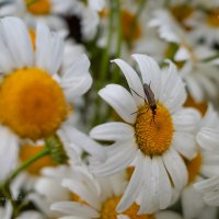 Ромашки :: Александр Синдерёв