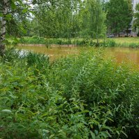 Заросший берег речки :: Александр Синдерёв