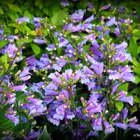 они на радость нам даны :: Олег Лукьянов