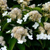 ** :: Vlad Сергиевич ** :: Vlad Сергиевич