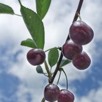 Не замёрзли! :: veilins veilins