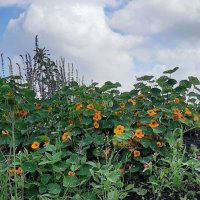 Цветущая Московская площадь :: Наталья Герасимова