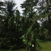 В Ботаническом саду Петрозаводска :: Ирэн 