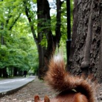 Бельчонок :: Александр Кондаков Бельчонок :: Александр Кондаков