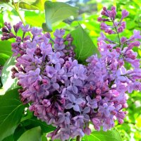 Ветка сирени :: Валерий 