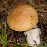 Белый гриб :: Сергей Владимирович Егоров